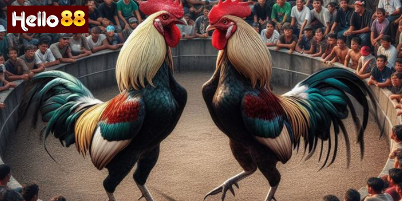 Đá Gà Thomo – Cá Cược Kịch Tính Và Chiến Lược Thông Minh