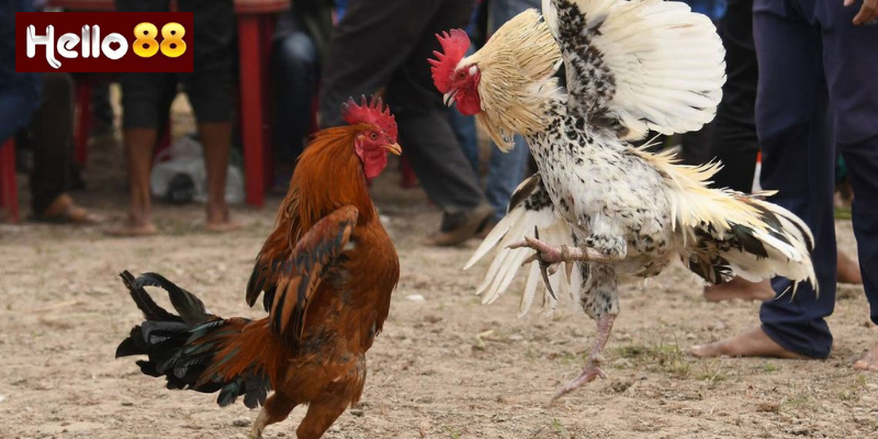 Chiến Thuật Khi Chơi Đá Gà Cựa Dao