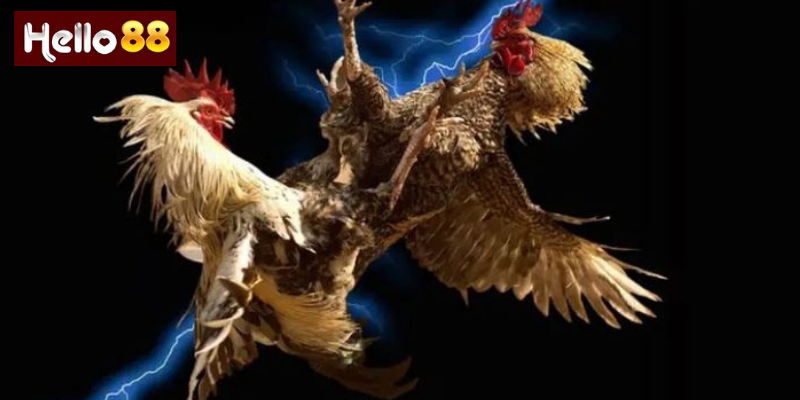 Chiến Thuật Khi Chơi Đá Gà Trực Tiếp