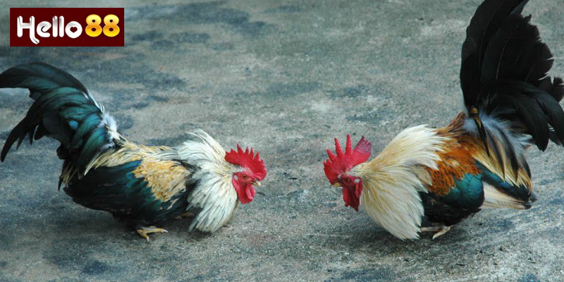 Đá Gà Tre –Cá Cược Kịch Tính Và Trải Nghiệm Thú Vị