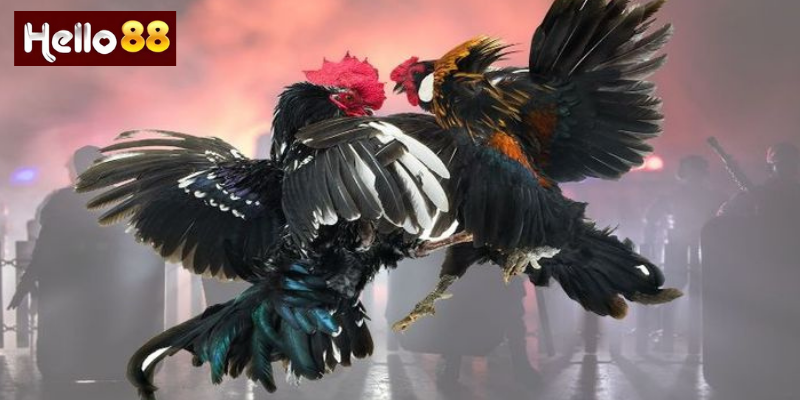 Cách Tham Gia Đá Gà Tre