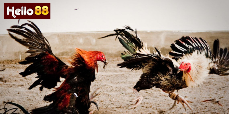 Chiến Thuật Khi Chơi Đá Gà Tre