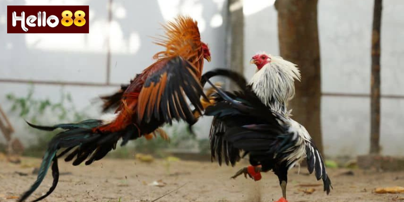 Kinh Nghiệm Khi Chơi Đá Gà Tre