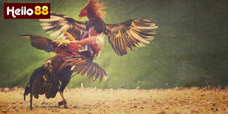 Chiến Lược Nâng Cao Khi Chơi Đá Gà Hello88