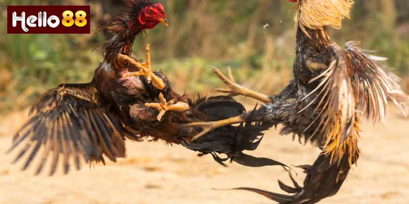 Trải Nghiệm Giải Trí Đỉnh Cao Cho Người Yêu Thú Vật Chiến