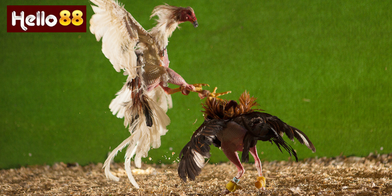 Các Loại Hình Đá Gà Trực Tuyến