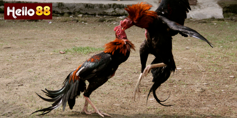 Hướng Dẫn Chơi Đá Gà Hello88 Hiệu Quả